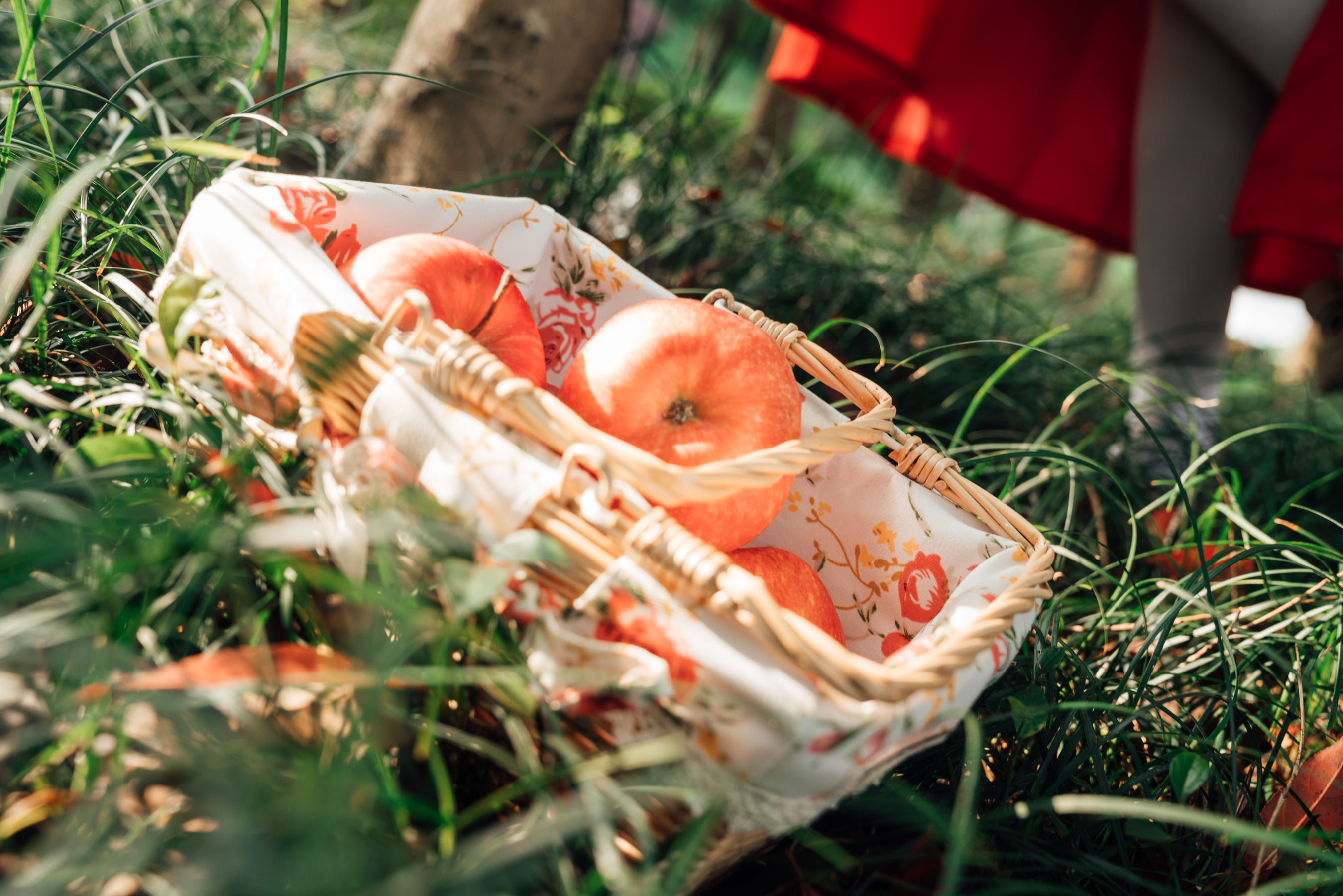 萌妹奈汐酱nice – 大红帽 [26P] - 秀人网免费无水印在线套图写真