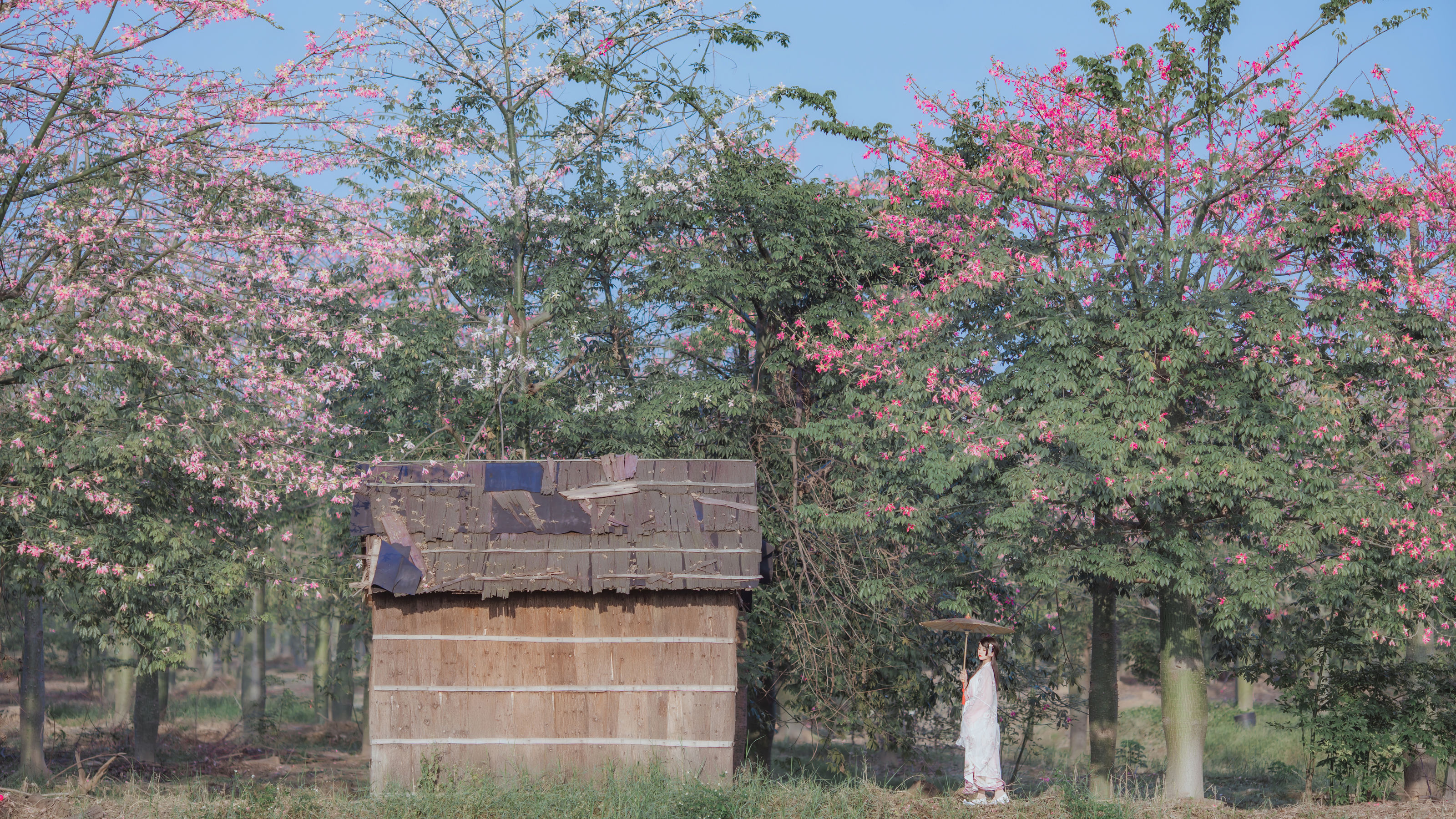 桜桃喵 – 温柔之汉服桃花 [15P] - 秀人网免费无水印在线套图写真