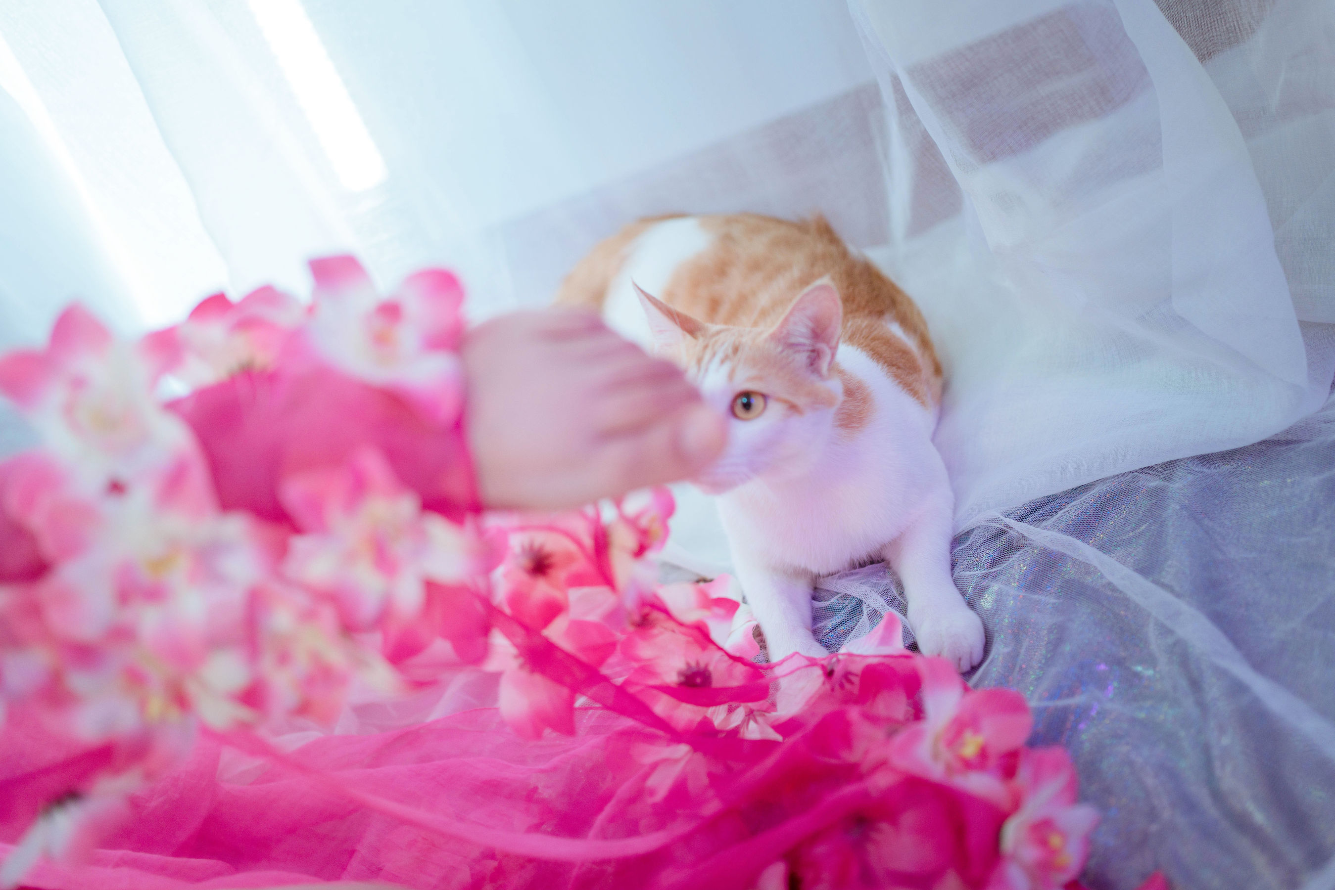 阿半今天很开心 – 杀生学院 [23P] - 秀人网免费无水印在线套图写真