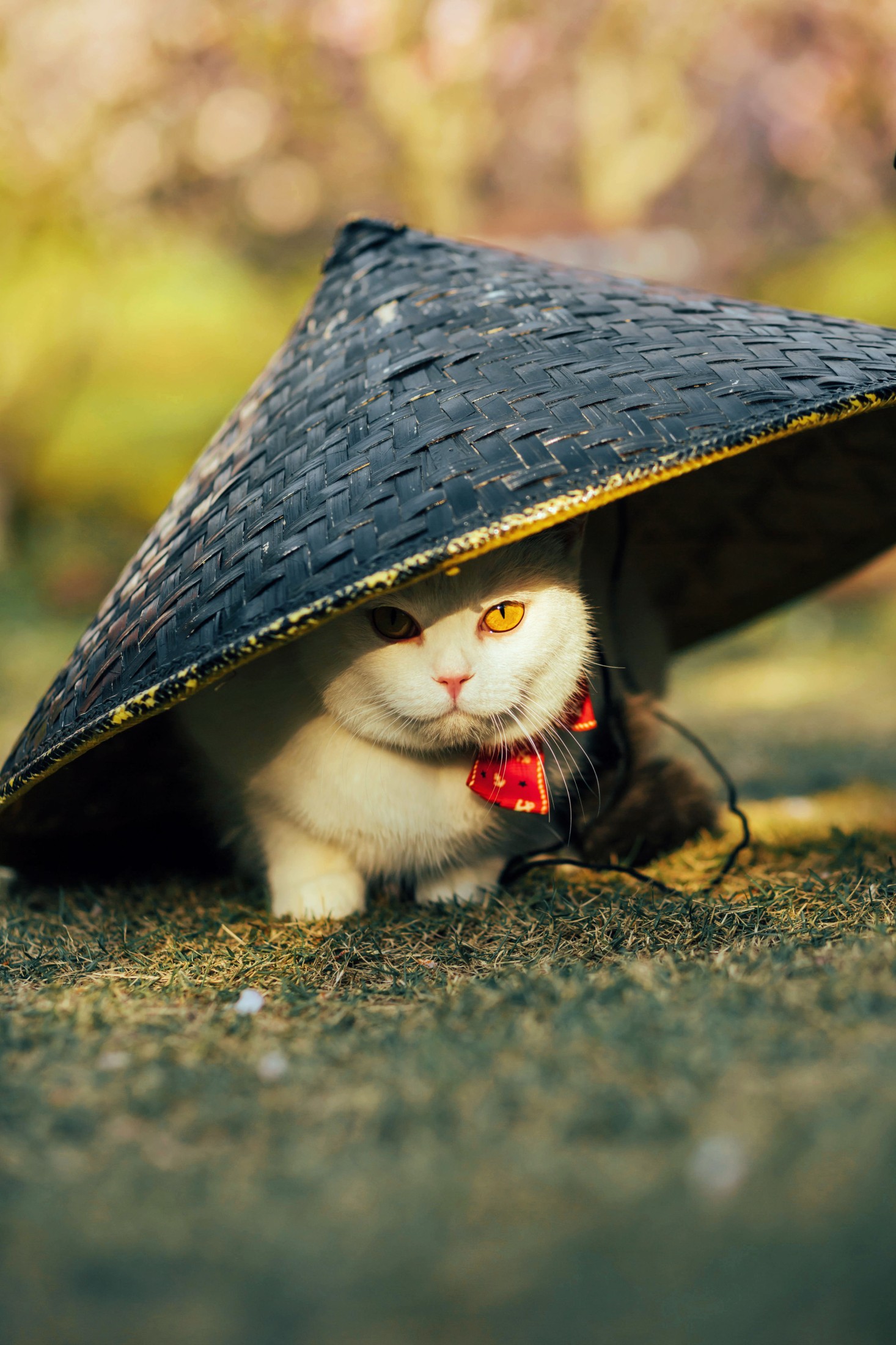 图片[5]-邱风 – 《猫侍》[31P]-COS写真在线网