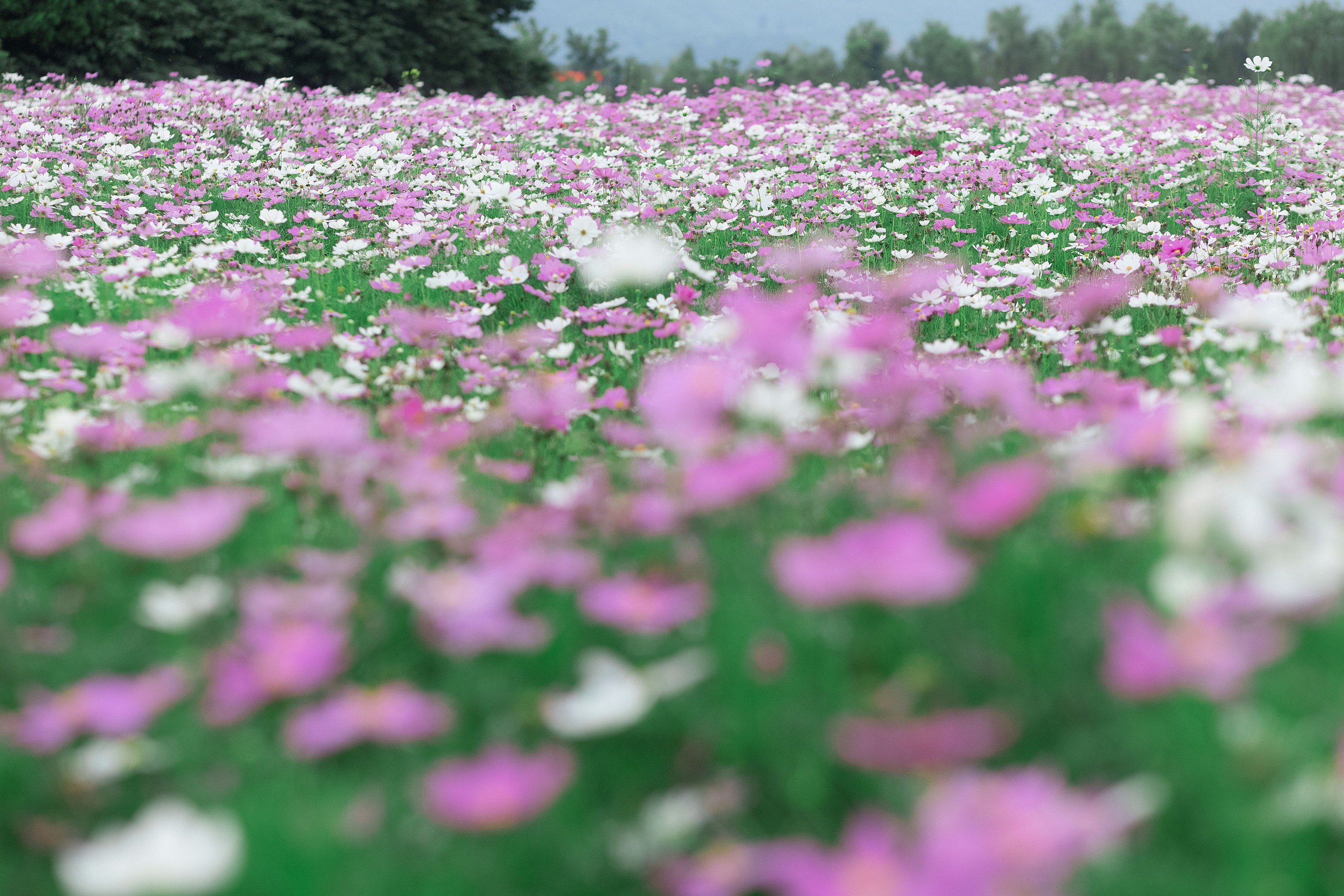 图片[4]-芋圆圆鹅 – 《山河远阔 人间烟火》[23P]-COS写真在线网