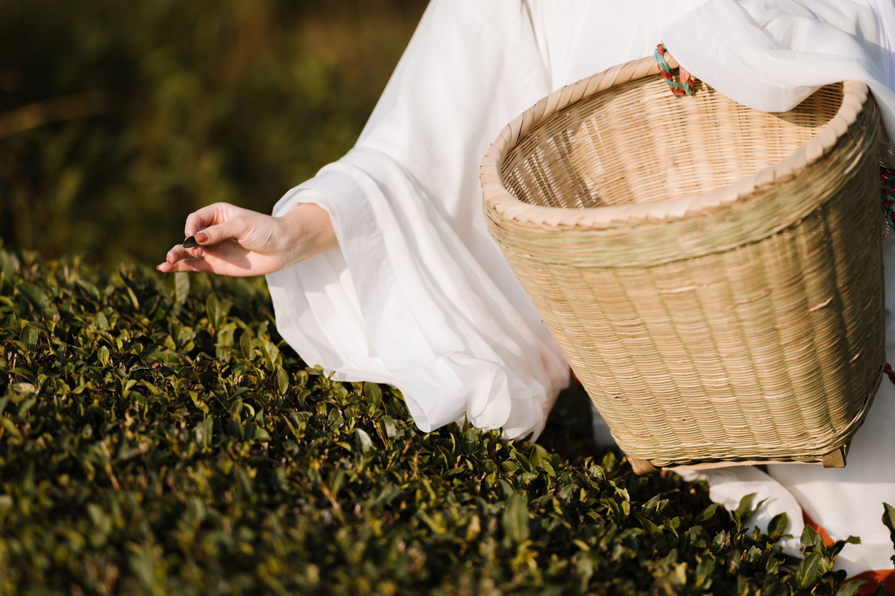 图片[4]-藏茗茗茗茗 – 《采茶》[31P]-COS写真在线网