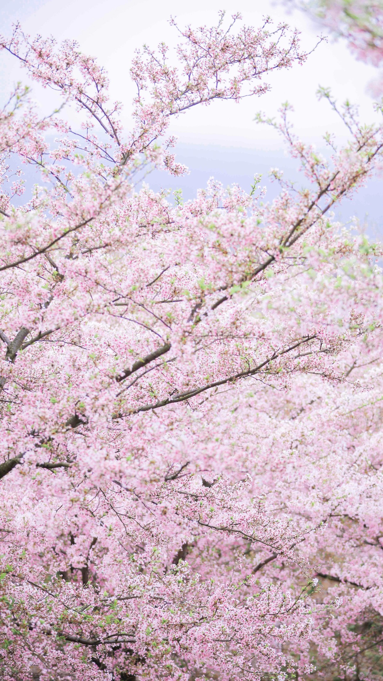 图片[5]-槐枝- – 《秋千架下》[22P]-COS写真在线网