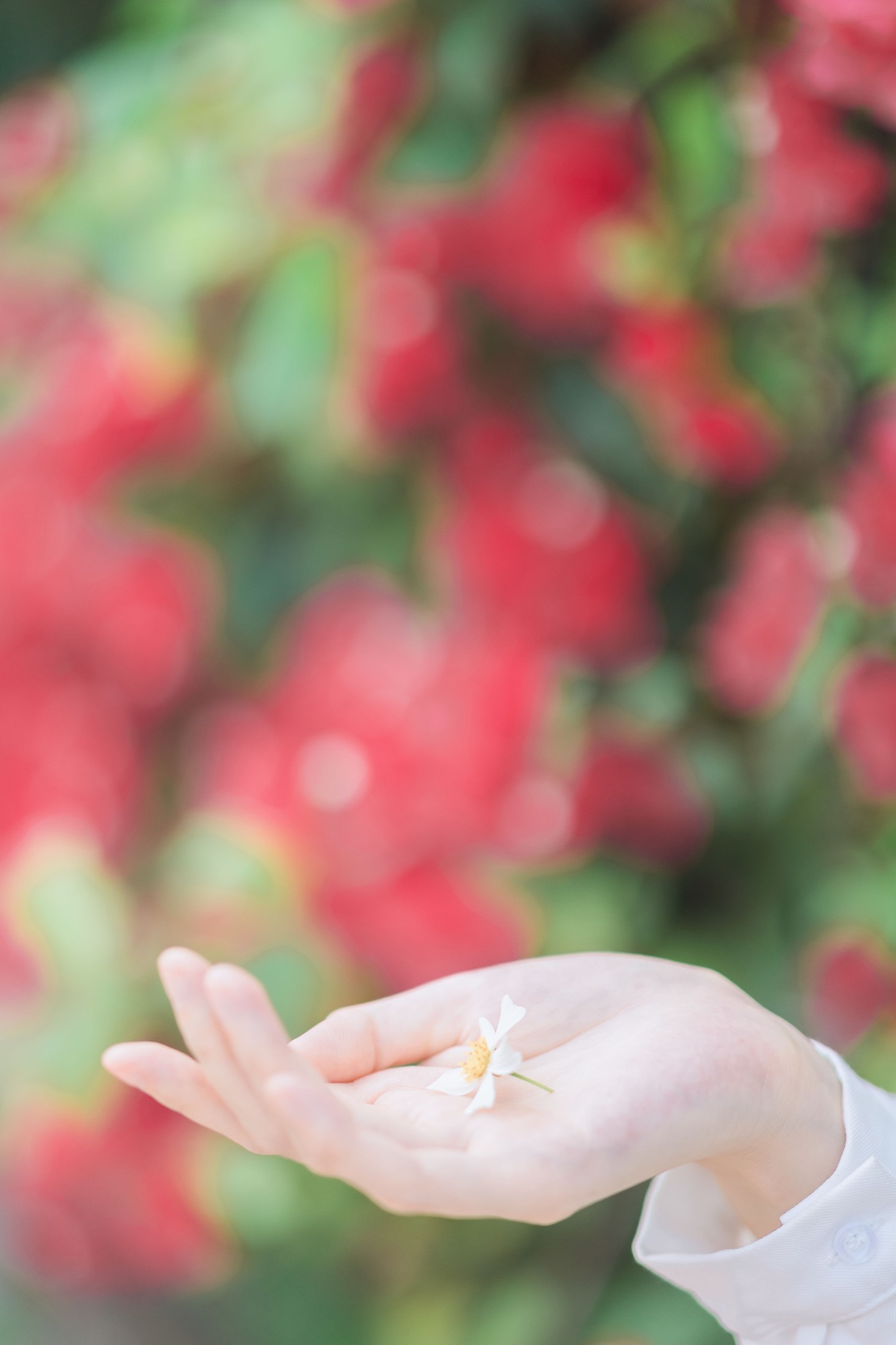 图片[4]-航子就是航子呀 – 《夏天的风》[27P]-COS写真在线网