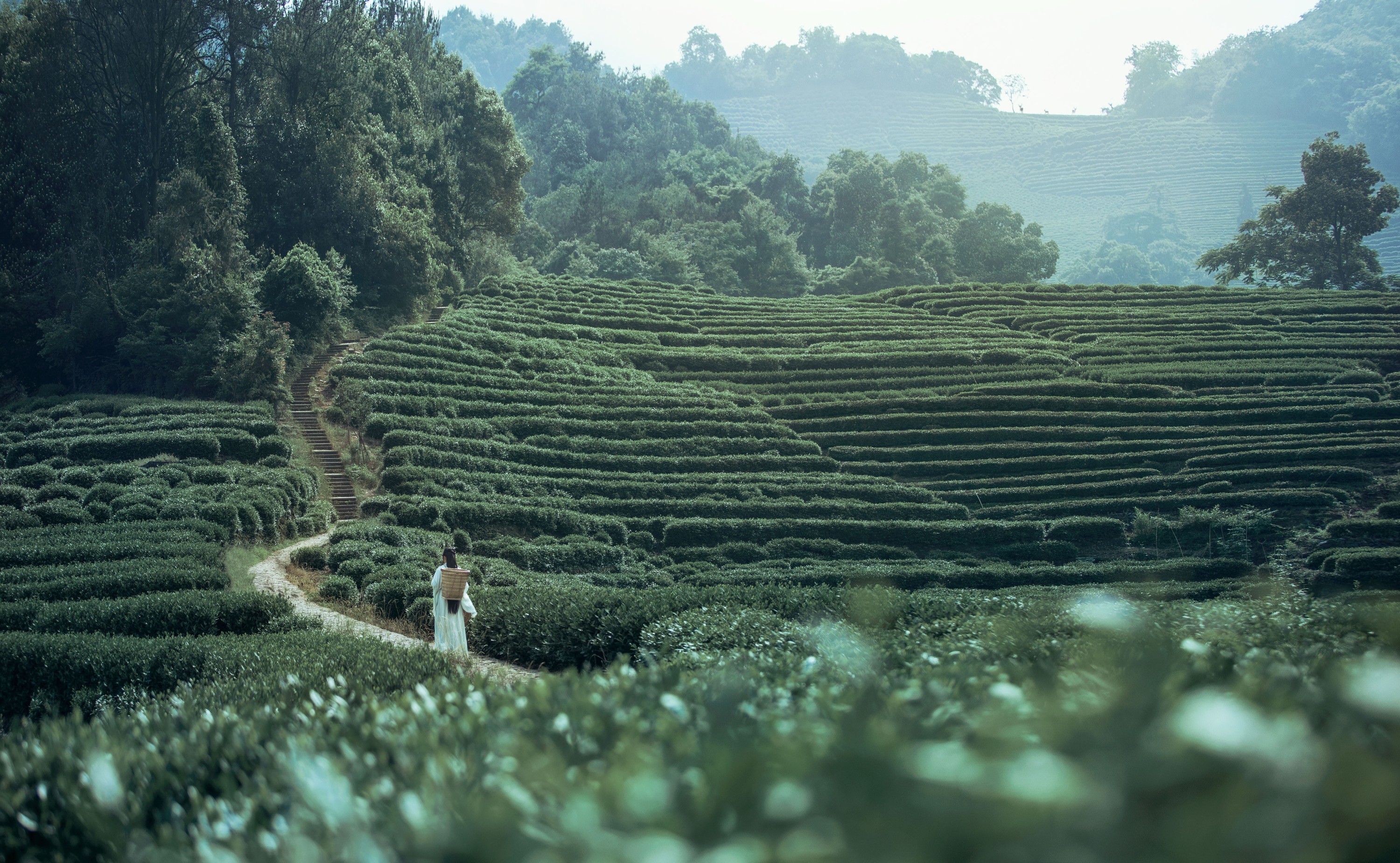 图片[3]-超困的鹿 – 《茶山》[32P]-COS写真在线网