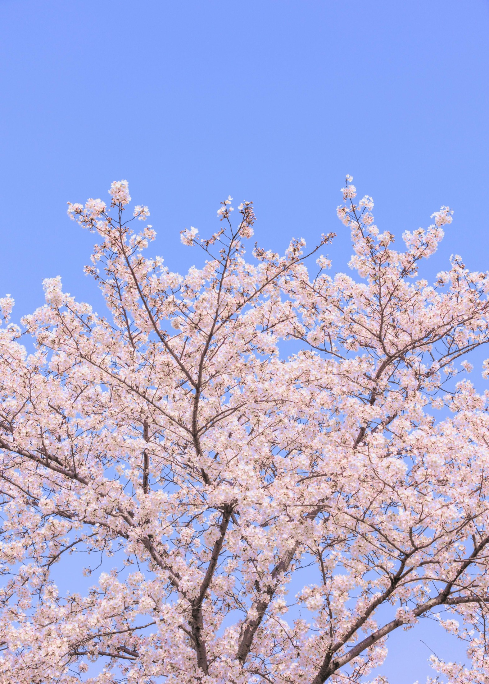 图片[2]-– 《辰山植物园樱花》[27P]-COS写真在线网