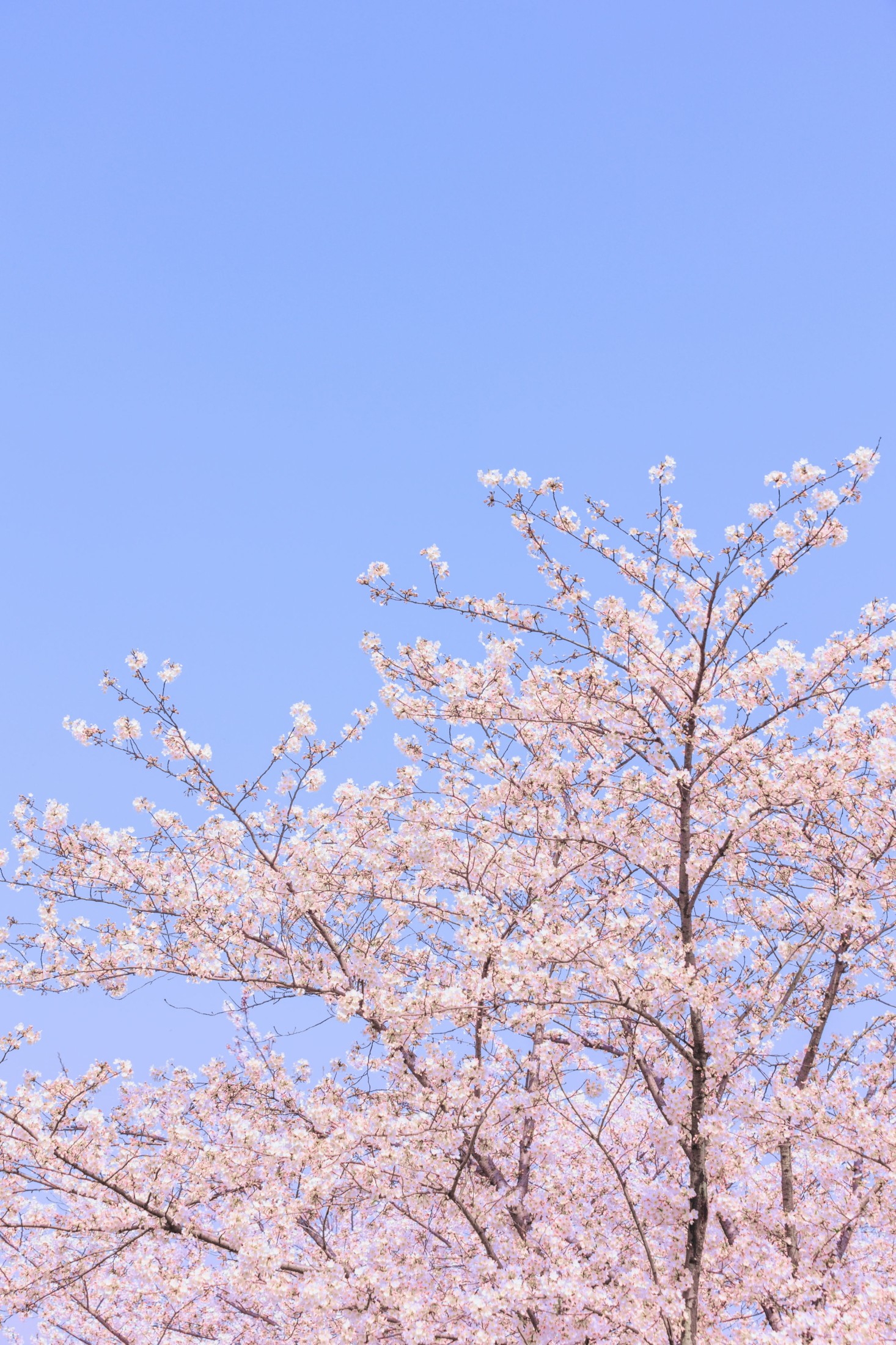 图片[4]-– 《辰山植物园樱花》[27P]-COS写真在线网