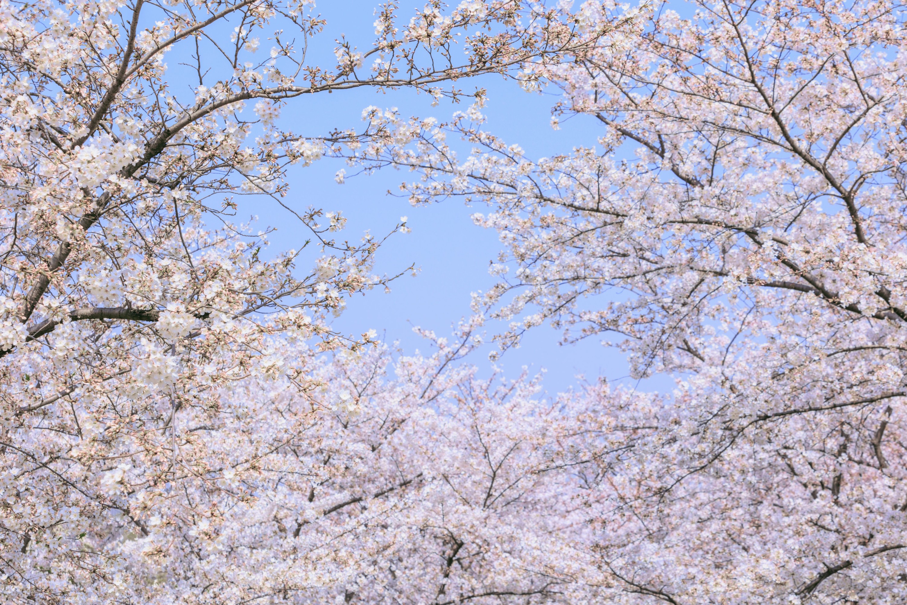 图片[5]-– 《辰山植物园樱花》[27P]-COS写真在线网