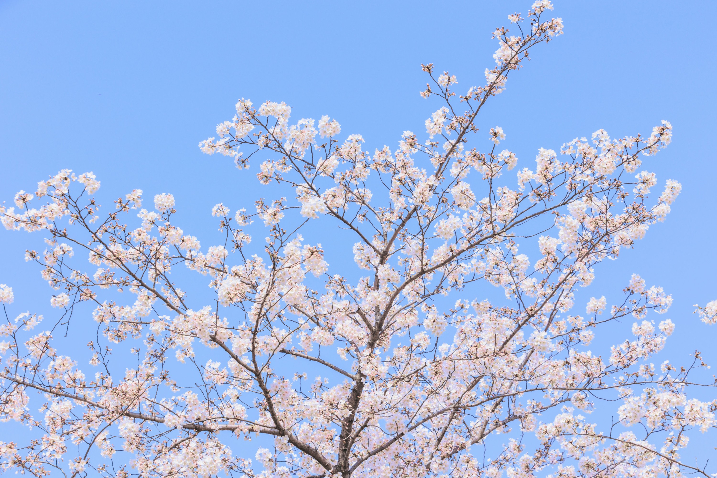 图片[3]-– 《辰山植物园樱花》[27P]-COS写真在线网