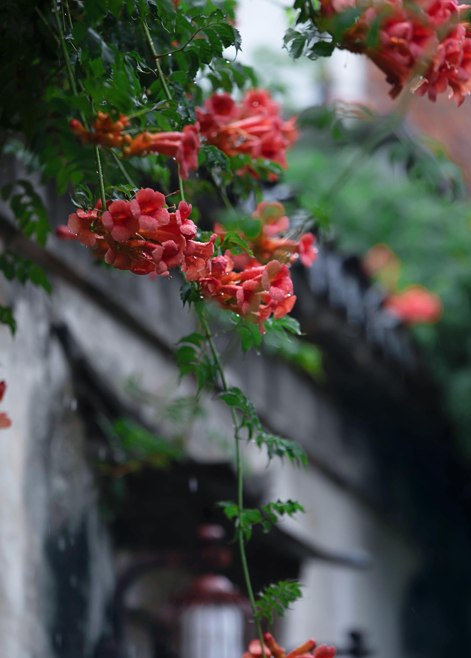 图片[2]-– 《老门东雨中的凌霄花》[19P]-COS写真在线网