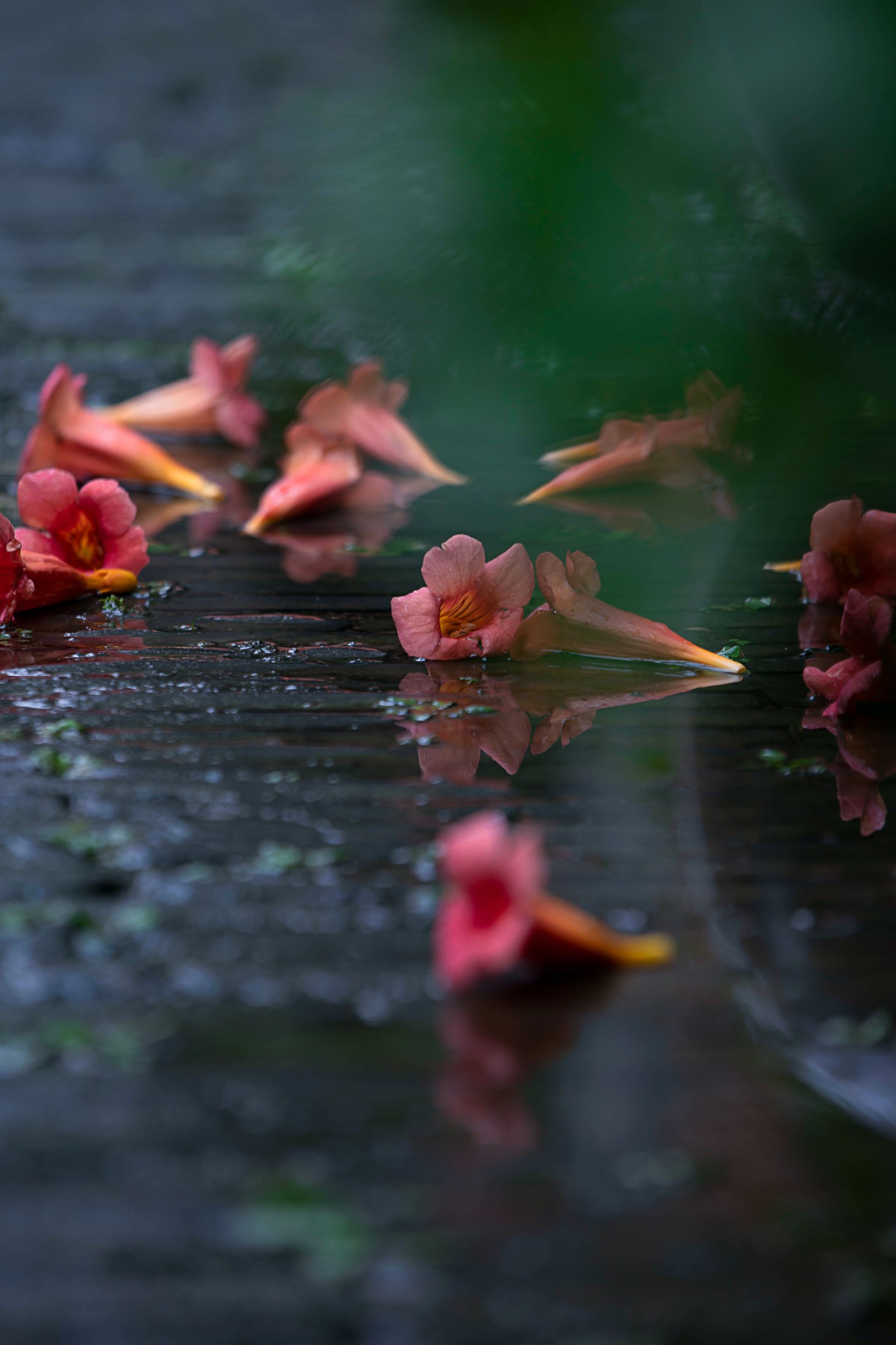 图片[5]-– 《老门东雨中的凌霄花》[19P]-COS写真在线网