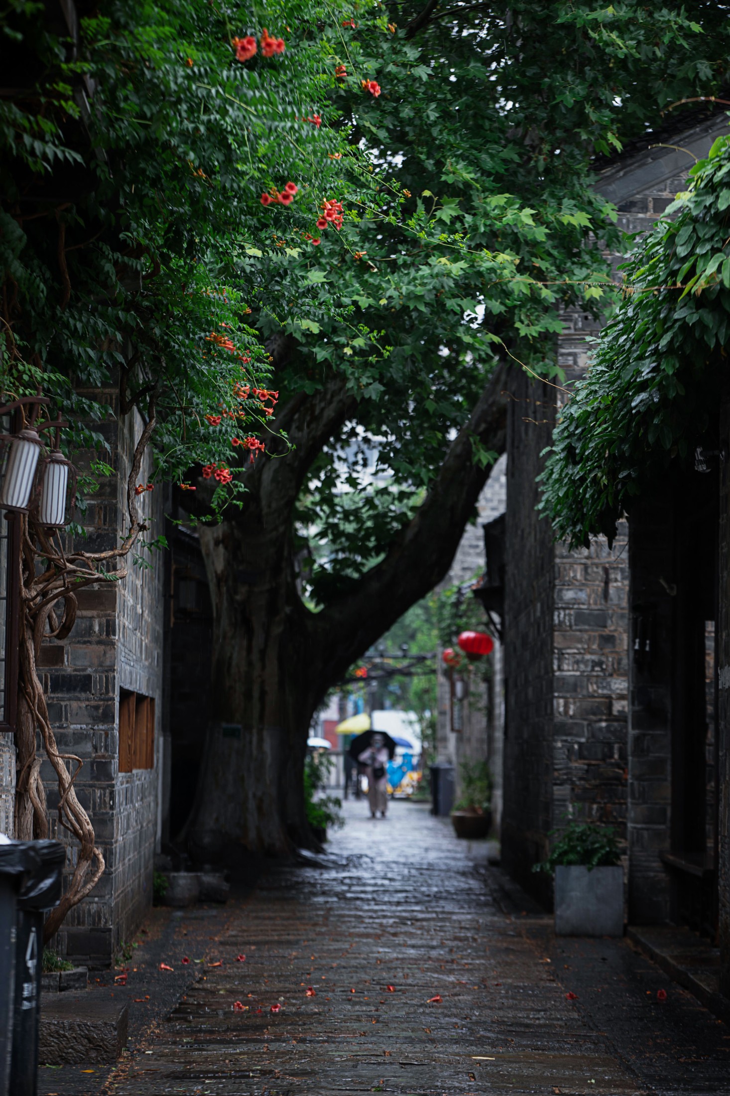 图片[4]-– 《老门东雨中的凌霄花》[19P]-COS写真在线网