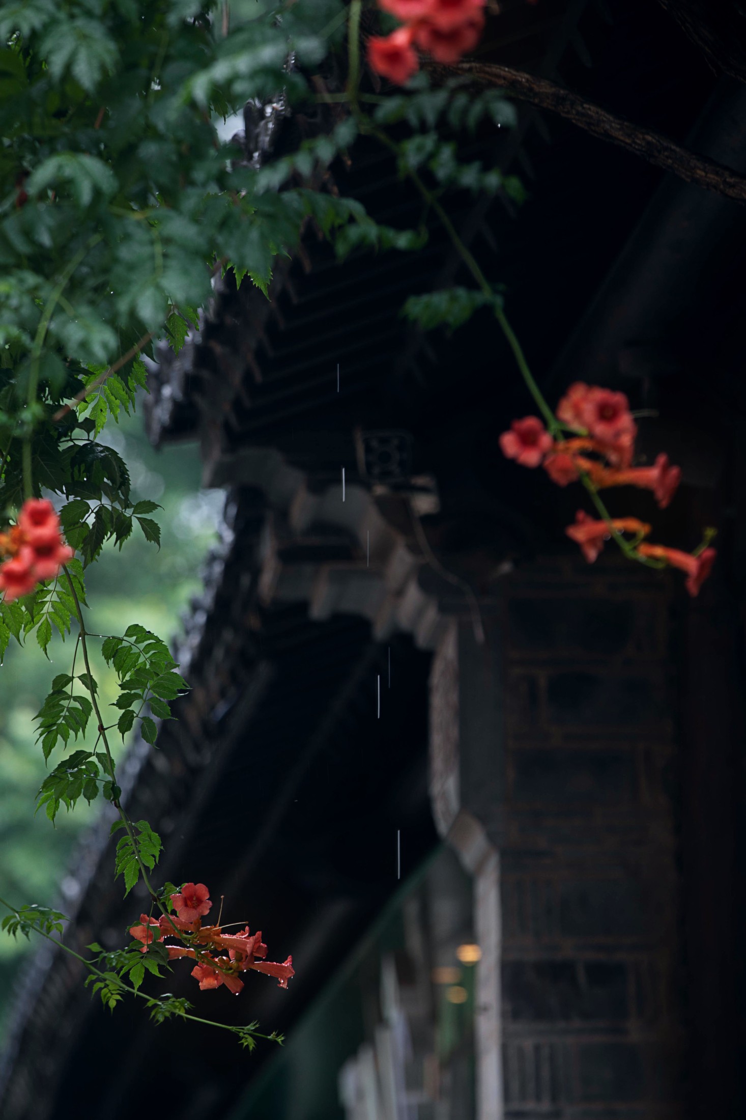 图片[3]-– 《老门东雨中的凌霄花》[19P]-COS写真在线网
