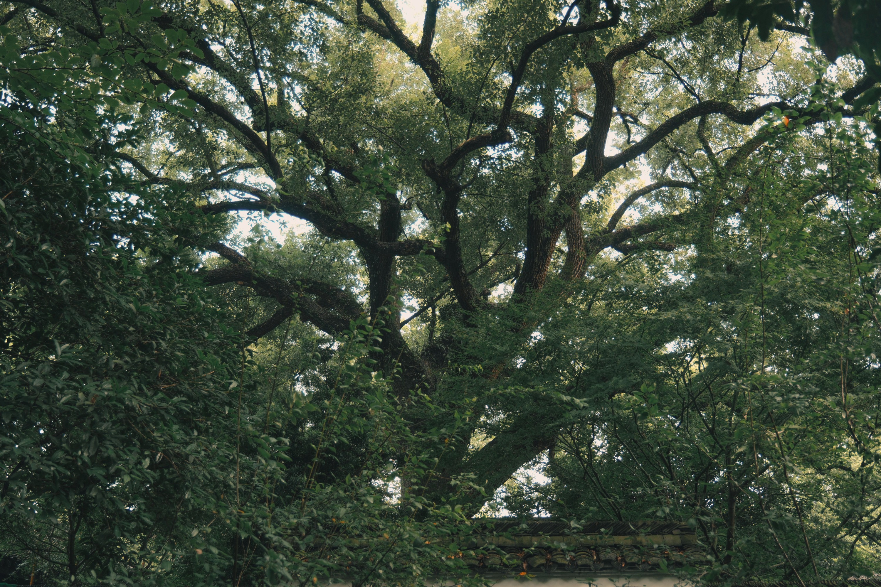 图片[5]-勾陈一二三立定 – 《寺中小记》[21P]-COS写真在线网
