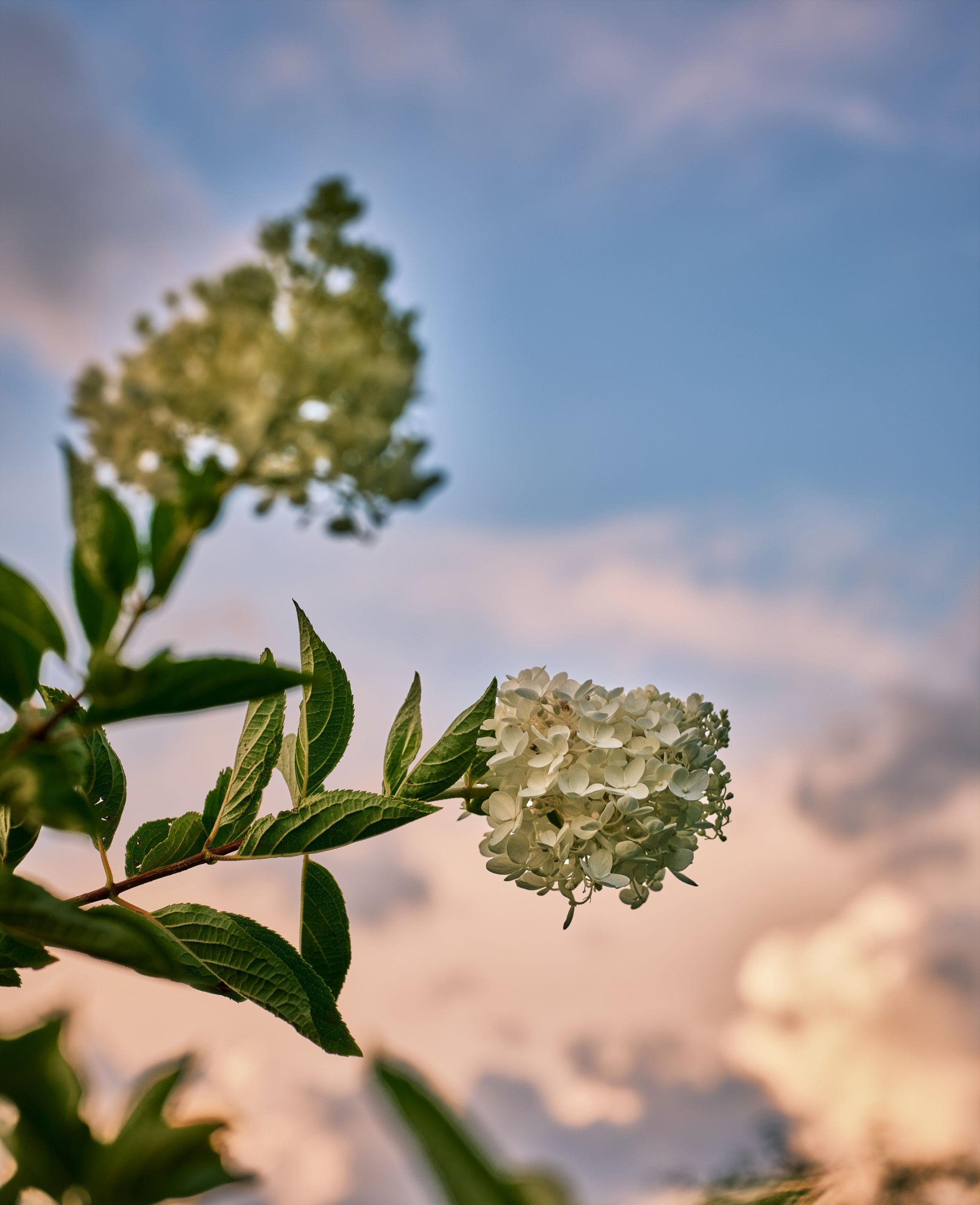 图片[2]-炸洋芋 – 《绣球花》[13P]-COS写真在线网